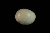 藏品(相模灣玉螺)的圖片